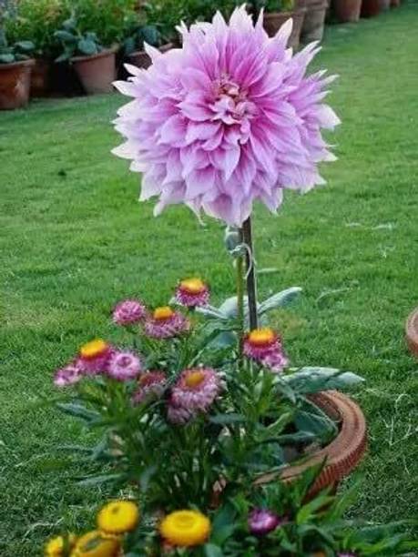Aywal DAHLIA DECORATIVE MIX HYBRID FLOWER Seed