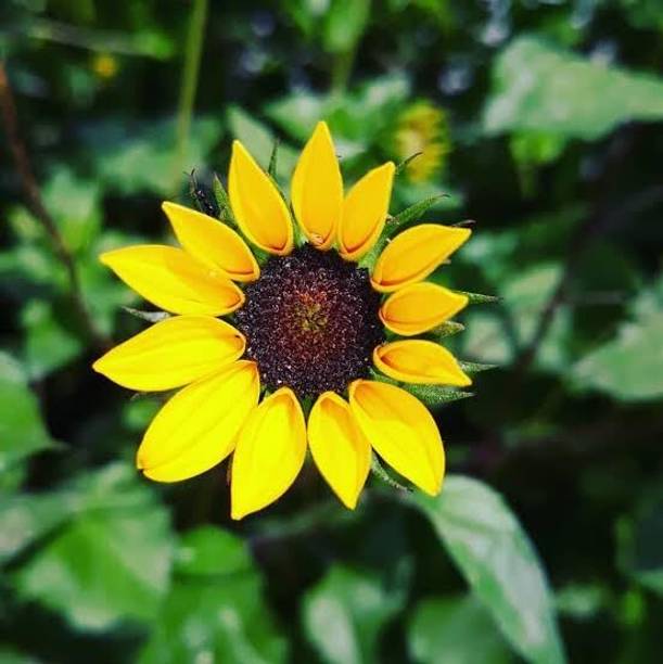 Aywal sunflower seeds for gardening, high germination Seed