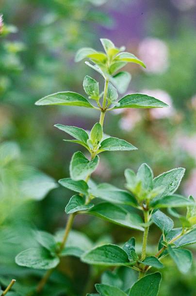 Mozette Organic oregano herb Seed