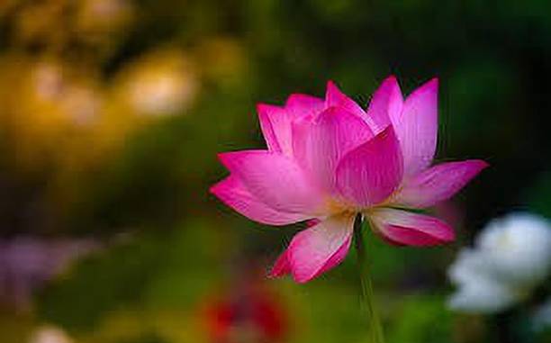 CARIBBEAN LOTUS SEEDS Seed