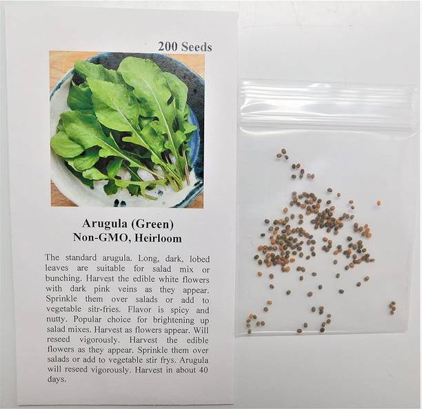 CYBEXIS PUAS-9 - Arugula for Planting - (2250 Seeds) Seed
