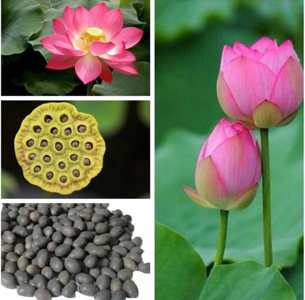 SEMINA VITA LOTUS Seed