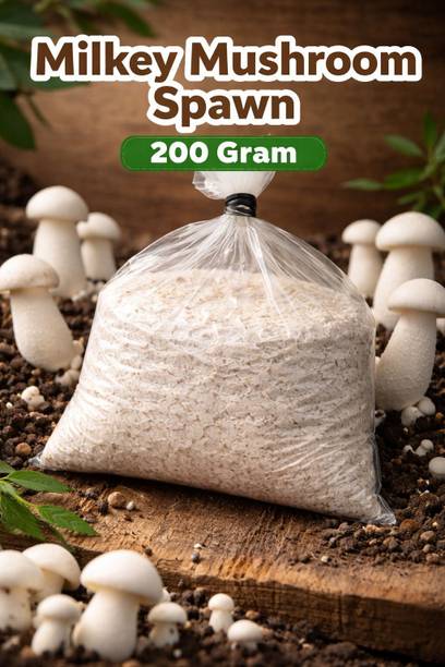 Jana Enterprises milkey mushroom spawn Seed