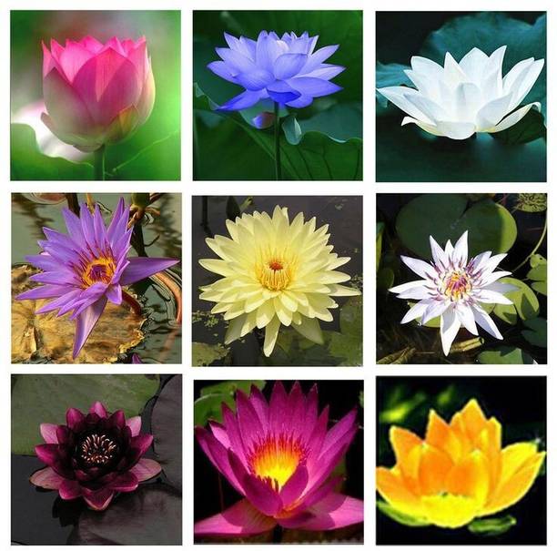 usdeepar retail colourful Lotus seed Seed