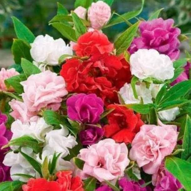 afiya Rose Balsam Flower Seeds 63 Seed
