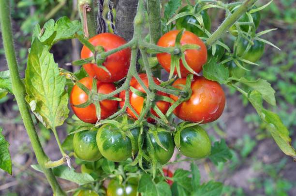 Seedsqlty tomato Seed