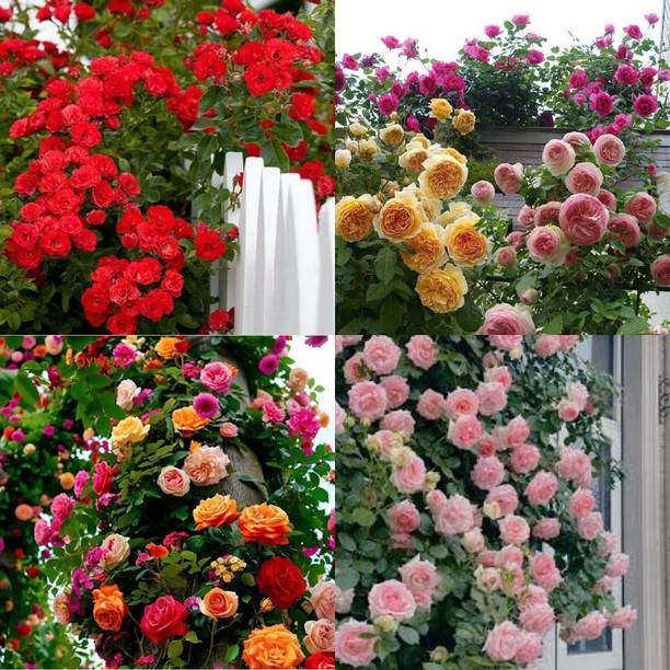 ibains Japanese Climbing Rose Flower Seeds no of seeds 33 Seed