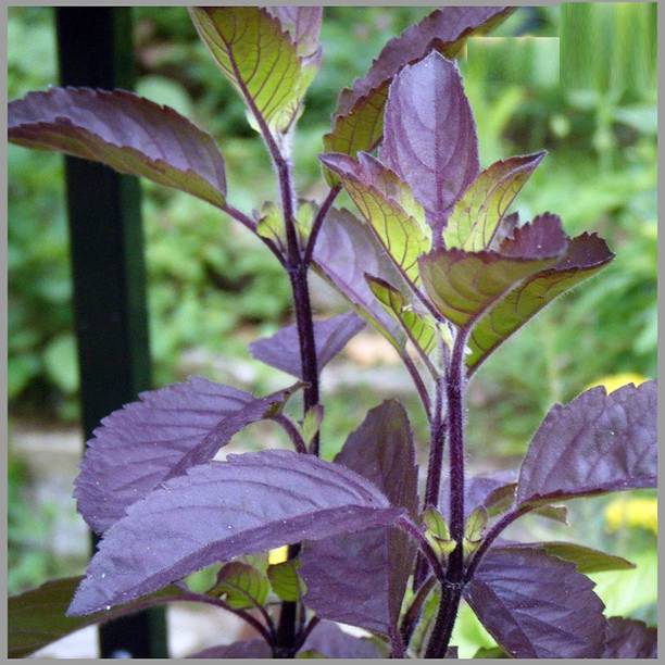 KNESSiN Krishna Tulsi (Black Tulas) Seed