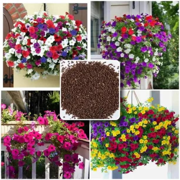 BEE Garden Petunia F1 Hybrid Mixed High Germination Rate | Flower Seeds for Home Garden Seed