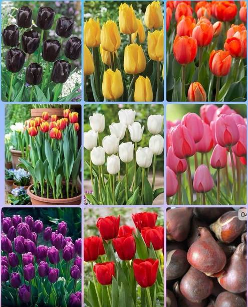 anandnurserys Flower plant seeds Seed