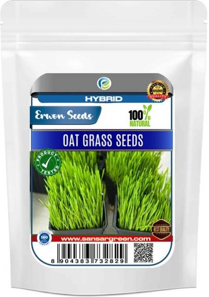 एरवन हाइब्रिड ओट ग्रास बीज