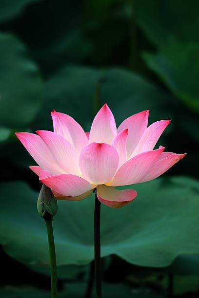 VYDER Lotus Seed