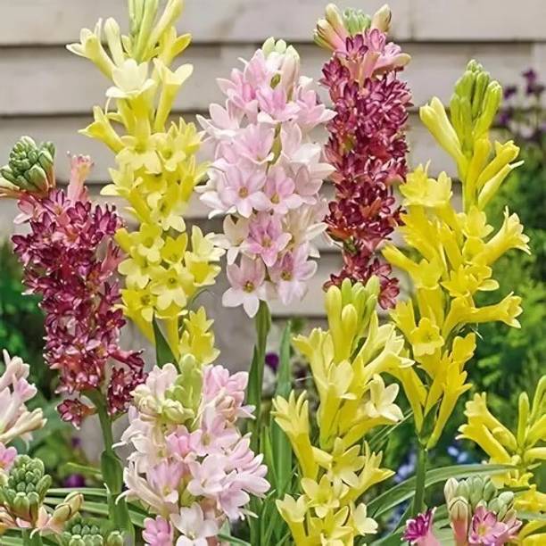 SeedsVally Tuberose/Rajnigandha Seed (5 per packet) Seed