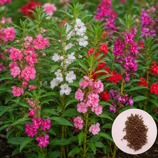 BaidyaNursery Dopati, Balsam Seeds, Gul Mehndi, Mixed Color Balsam, ornamental g