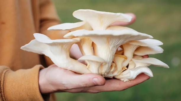 GREENSEA Mushroom Seed