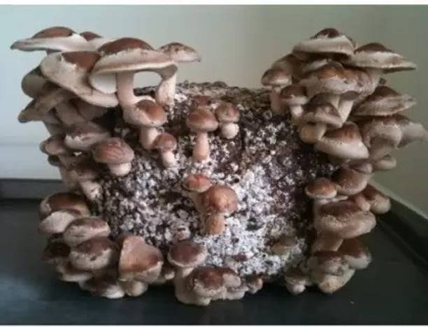 MAA Mushroom Seed