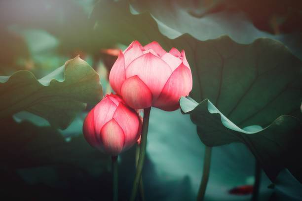 Saisha International Lotus Seed
