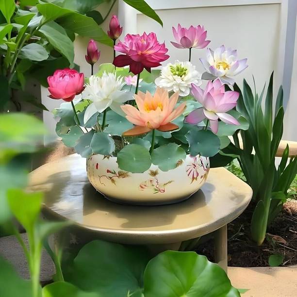 GreekNseed lotus Seed