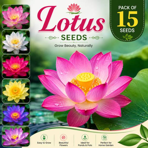 MEESHUHOME Lotus Flower, Sacred Lotus, Indian Lotus Seed