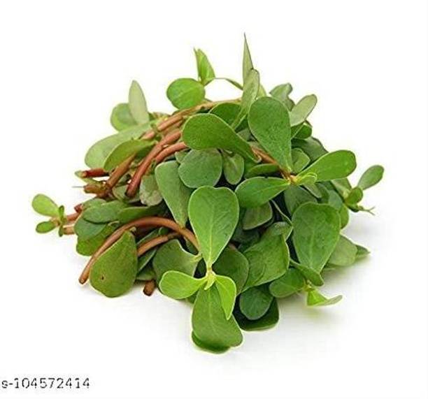 Infintegreen KULFA SAAG Seed