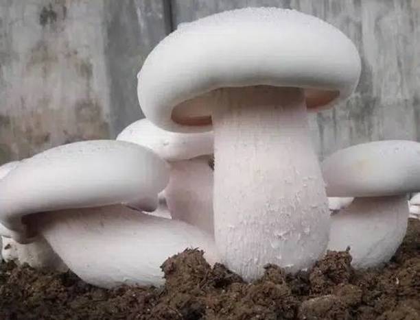 KrishnaNursery Mushroom 400 Gm White Milky Mushrooms 1st Generation Spawn/Seeds CO2 Variety Seed
