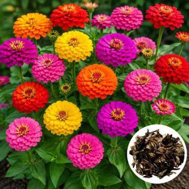 GLOROV Zinnia Flower Seeds Seed