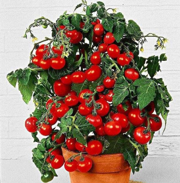 seedargo Seedargo Tomato Seed Seed