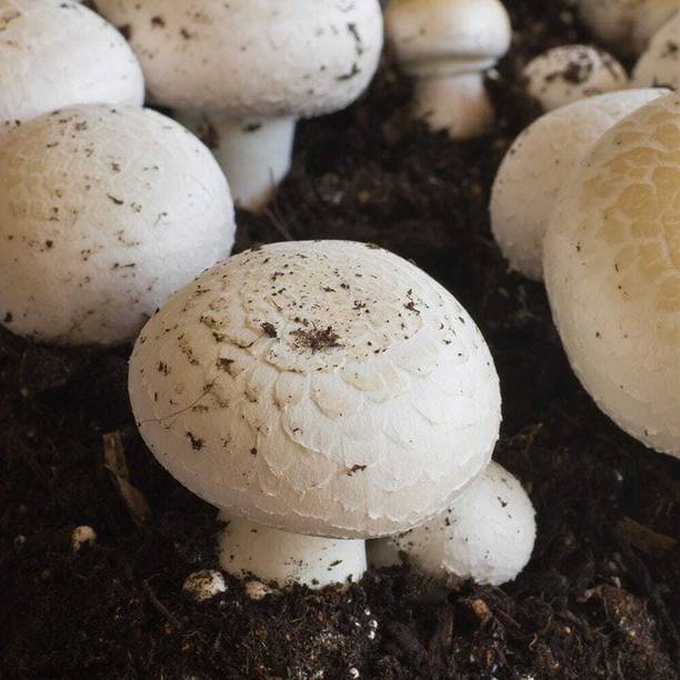 rrr Button mushroom seed,organic,Healthy,Vegetable Seed
