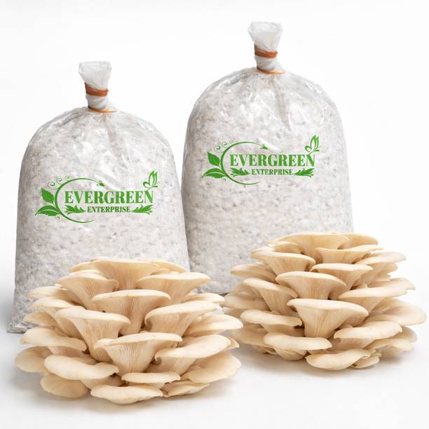 एवरग्रीन एंटरप्राइज़ेज मशरूम सीड्स/स्पॉन बीज