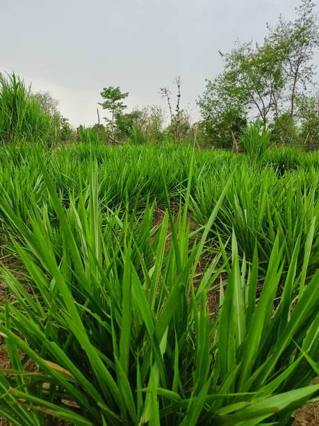 Grow Green Organics Smart Napier Grass Sticks | Pack of 25 Fresh Smart Napier Sticks Seed