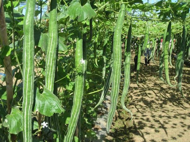 wequality Hybrid snake gourd/chichinda vegetable seeds Seed