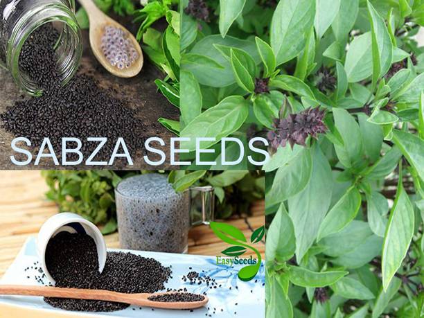 EasySeeds Sabja Seed, Sabja Tulsi,Van Seed,Falooda Beej Seed