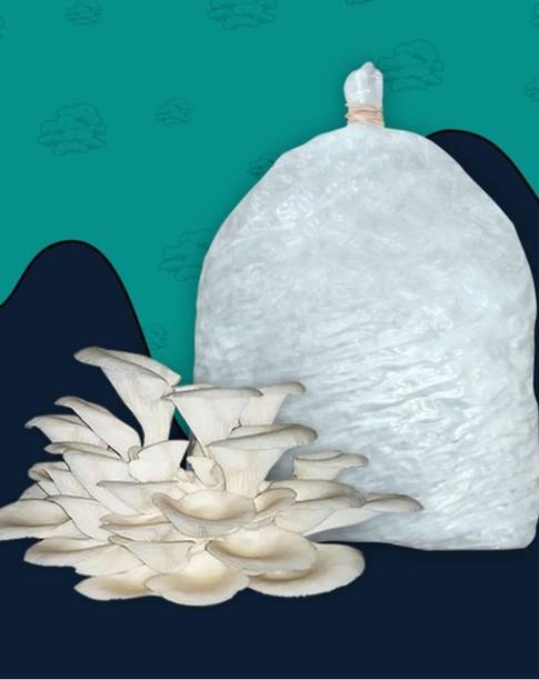 Raju saha Mushroom Seed