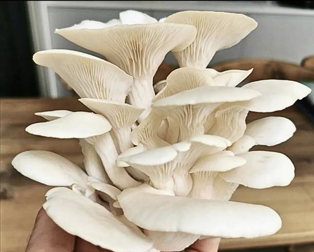 pretty petalss Oyster Mushroom Seed