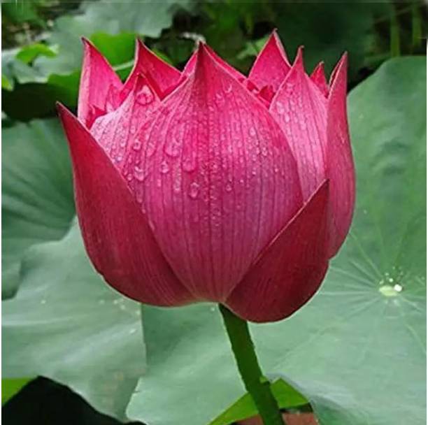 Ankur Farm Lotus, Kamal, Padma Flower Seed