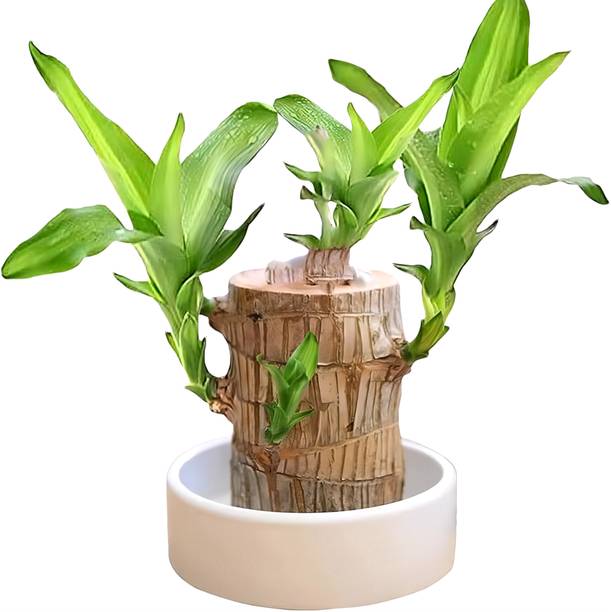 VedVibes Brazilian Wood, Money Plant