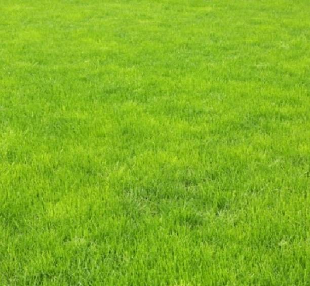 wequality Mexican lawn grass seeds for garden Seed