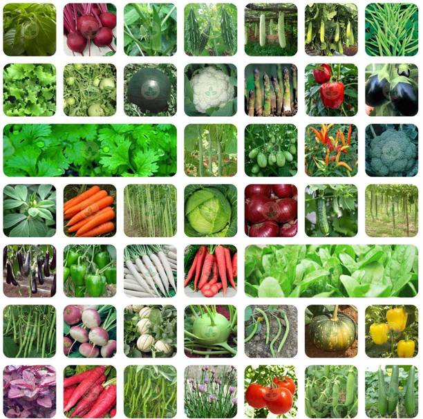 Aero Seeds Variety of Vegetable with Instruction Manual Seed