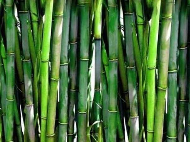 wequality bamboo seeds hybrid/bamboo seeds 30 Seed