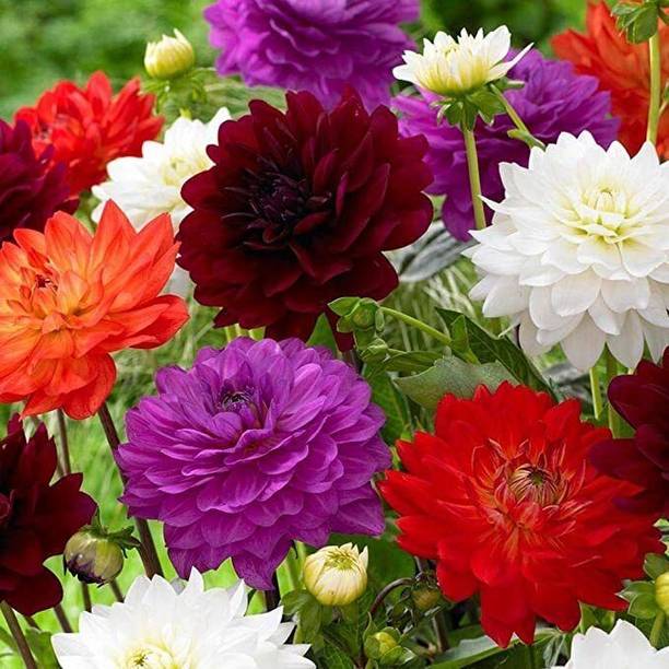 PNOQO Dahlia Flowers Seed