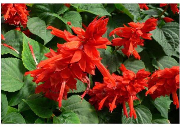 Mozette Exotic salvia mix Seed