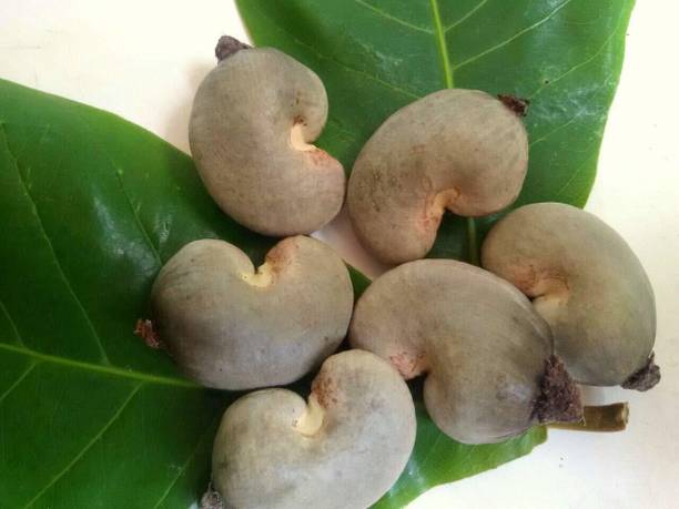 EasySeeds Cashew, Kaju, Kaju Seed,Caju Nut,Marula Nut Seed