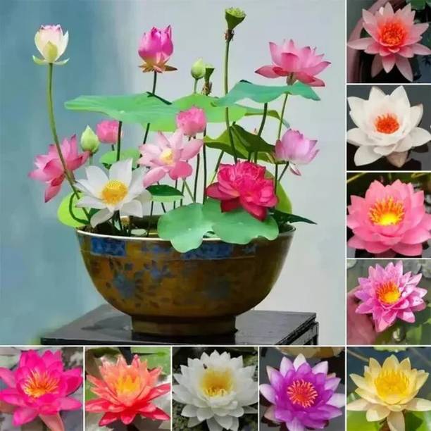 Arshiayat fresh lotus flower seeds garden Seed