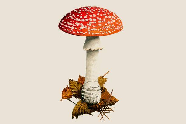 XOLDA Organic mushroom herb Seed