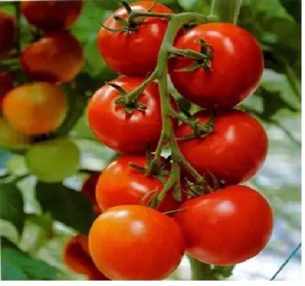 firstbuy Tomato Seed