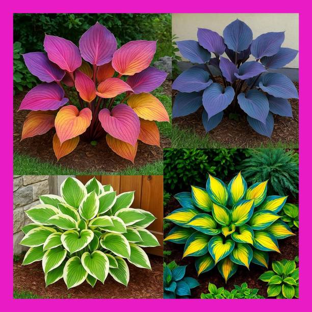 DHARA ENTERPRISE Hosta Flower Seeds, Home Garden, Plant Growth Fertilizer, Pack of 90-100 Seeds Seed