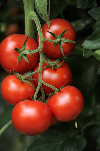 ReBuy tomato Seed