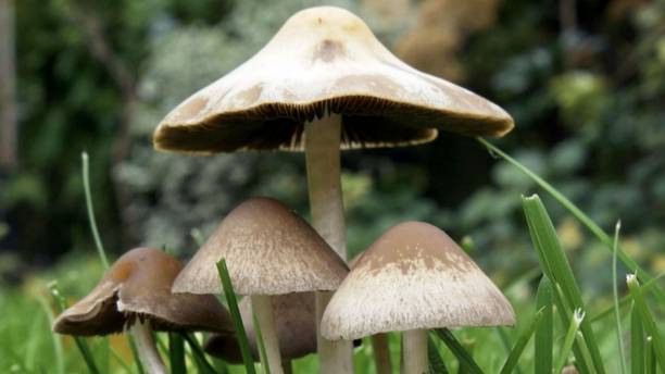 XOLDA Organic mushroom herb Seed