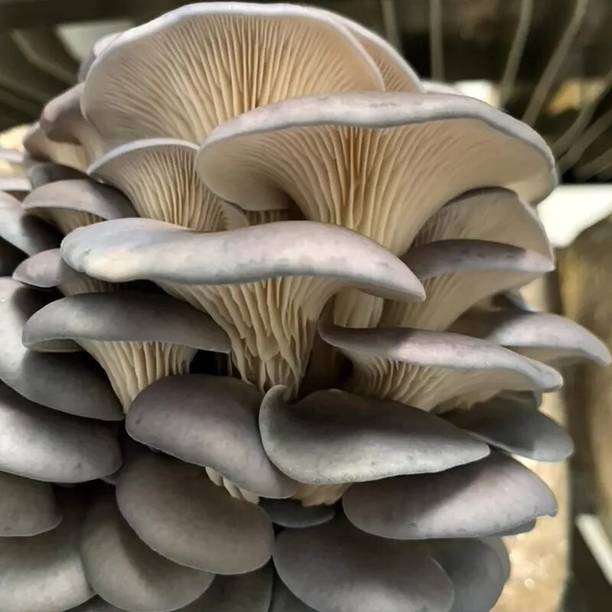 GREENSEA White Oyster Mushroom Seed