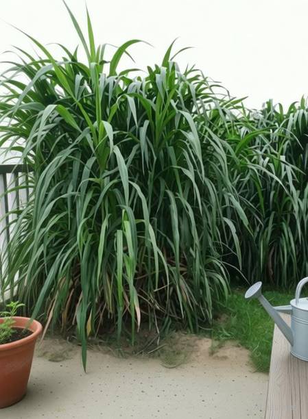 Ravel Nepier Grass Seed Seed